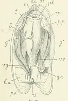 An illustration from Sämtliche Werke; (1911)