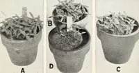 Picture 4 of 12 from Soil disinfection with hot water to control the root-knot nematode and parasitic soil fungi (1920), leaf 10