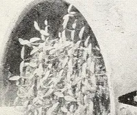 An illustration from Soil disinfection with hot water to control the root-knot nematode and parasitic soil fungi (1920)