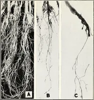 An illustration from Soil disinfection with hot water to control the root-knot nematode and parasitic soil fungi (1920)