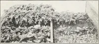 An illustration from Soil disinfection with hot water to control the root-knot nematode and parasitic soil fungi (1920)