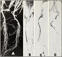 Picture 9 of 12 from Soil disinfection with hot water to control the root-knot nematode and parasitic soil fungi (1920), leaf 13