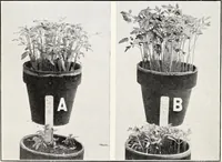 Picture 10 of 12 from Soil disinfection with hot water to control the root-knot nematode and parasitic soil fungi (1920), leaf 13