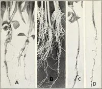 An illustration from Soil disinfection with hot water to control the root-knot nematode and parasitic soil fungi (1920)