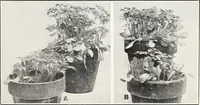 An illustration from Soil disinfection with hot water to control the root-knot nematode and parasitic soil fungi (1920)