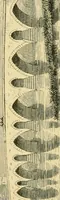 An illustration from Some account of Gothic architecture in Spain (1865)