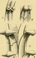 An illustration from Some account of Gothic architecture in Spain (1865)