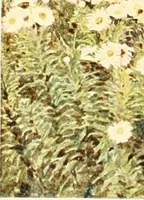 An illustration from Some English gardens; (1904)