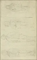 An illustration from Some fundamental verities in education (1911)