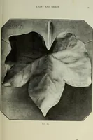 Picture 44 of 99 from Some hints on learning to draw (1893), leaf 116