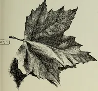 Picture 57 of 99 from Some hints on learning to draw (1893), leaf 136