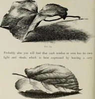 Picture 58 of 99 from Some hints on learning to draw (1893), leaf 137
