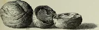 An illustration from Some hints on learning to draw (1893)