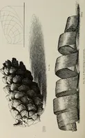 An illustration from Some hints on learning to draw (1893)