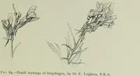 Picture 67 of 99 from Some hints on learning to draw (1893), leaf 148