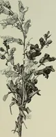 An illustration from Some hints on learning to draw (1893)