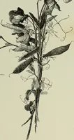 An illustration from Some hints on learning to draw (1893)