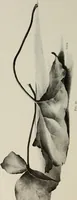 An illustration from Some hints on learning to draw (1893)