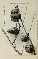 An illustration from Some hints on learning to draw (1893)