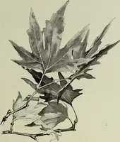 An illustration from Some hints on learning to draw (1893)