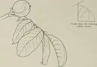 Picture 26 of 99 from Some hints on learning to draw (1893), leaf 83