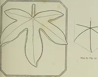 Picture 38 of 99 from Some hints on learning to draw (1893), leaf 98