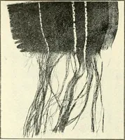 An illustration from Some points in choosing textiles (1917)