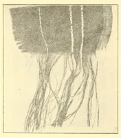Picture 2 of 4 from Some points in choosing textiles (1912), leaf 14