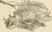 An illustration from Some practical hints on wood engraving for the instruction of reviewers and the public (1879)