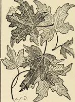 An illustration from Some principles of every-day art: introductory chapters on the arts not fine (1890)