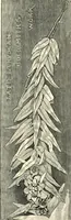 An illustration from Some principles of every-day art: introductory chapters on the arts not fine (1890)