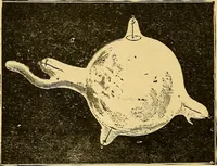 An illustration from Something about X rays for everybody (1896)