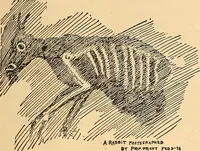 Picture 20 of 36 from Something about X rays for everybody (1896), leaf 46