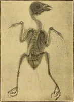An illustration from Something about X rays for everybody (1896)