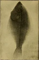 An illustration from Something about X rays for everybody (1896)