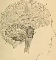An illustration from Somnolism & psycheism, or, The science of the soul and the phenomena of nervation, as revealed by vital magnetism or mesmerism : considered physiologically and philosophically, with notes of mesmeric and psychical experience (1851)