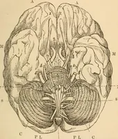 An illustration from Somnolism & psycheism, or, The science of the soul and the phenomena of nervation, as revealed by vital magnetism or mesmerism : considered physiologically and philosophically, with notes of mesmeric and psychical experience (1851)