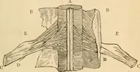An illustration from Somnolism & psycheism, or, The science of the soul and the phenomena of nervation, as revealed by vital magnetism or mesmerism : considered physiologically and philosophically, with notes of mesmeric and psychical experience (1851)