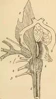 An illustration from Somnolism & psycheism, or, The science of the soul and the phenomena of nervation, as revealed by vital magnetism or mesmerism : considered physiologically and philosophically, with notes of mesmeric and psychical experience (1851)