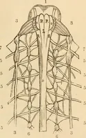 An illustration from Somnolism & psycheism, or, The science of the soul and the phenomena of nervation, as revealed by vital magnetism or mesmerism : considered physiologically and philosophically, with notes of mesmeric and psychical experience (1851)