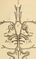 An illustration from Somnolism & psycheism, or, The science of the soul and the phenomena of nervation, as revealed by vital magnetism or mesmerism : considered physiologically and philosophically, with notes of mesmeric and psychical experience (1851)