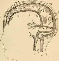 An illustration from Somnolism & psycheism, or, The science of the soul and the phenomena of nervation, as revealed by vital magnetism or mesmerism : considered physiologically and philosophically, with notes of mesmeric and psychical experience (1851)