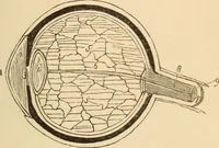 An illustration from Somnolism & psycheism, or, The science of the soul and the phenomena of nervation, as revealed by vital magnetism or mesmerism : considered physiologically and philosophically, with notes of mesmeric and psychical experience (1851)