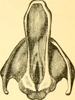 An illustration from Sound (1895)