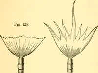 An illustration from Sound (1895)
