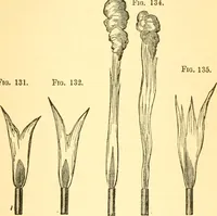 An illustration from Sound (1895)