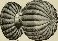 An illustration from Sound sense in suburban architecture, containing hints, suggestions, and bits of practical information for the building of inexpensive country houses (1893)
