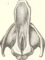 An illustration from Sound (1897)