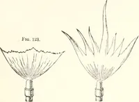 An illustration from Sound (1897)