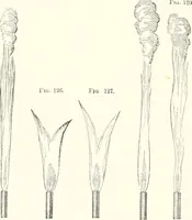 An illustration from Sound (1897)